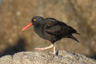 Black Oystercatcher