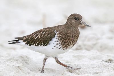 Black Turnstone
