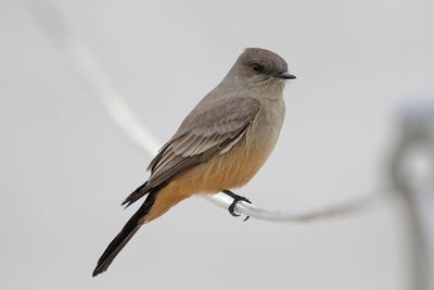 Say's Phoebe