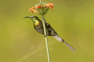 Bronzed Sunbird