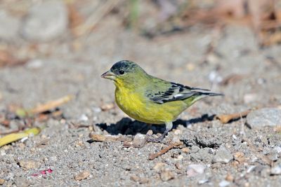 Lesser Goldfinch