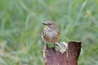 Yellow rumped-Warbler