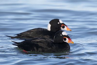 Ducks-Swans-Geeses-Mergansers-Loons_Eiders