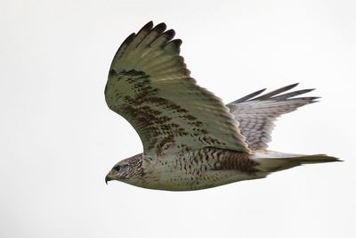 Ferruginous Hawk