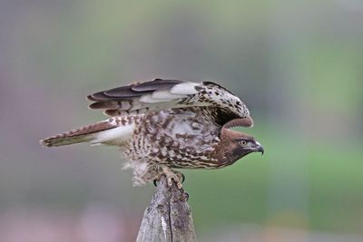 Red-tailed Hawk