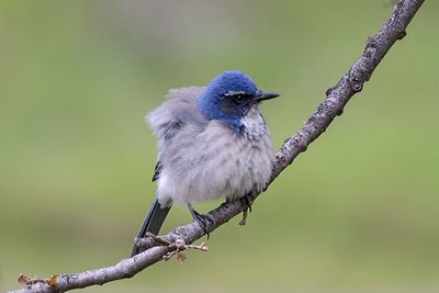 California Scub-Jay