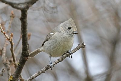 Oak Titmouse