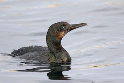 Brandt's Cormorant