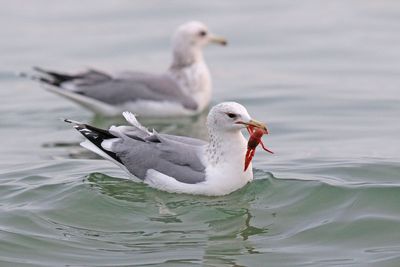 California Gull