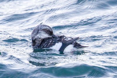 Pigeon Guillemot