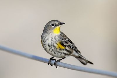 Yellow-rumped Warbler