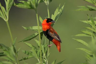 Northern Red/Orange Bishop