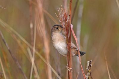 Sedge Wren