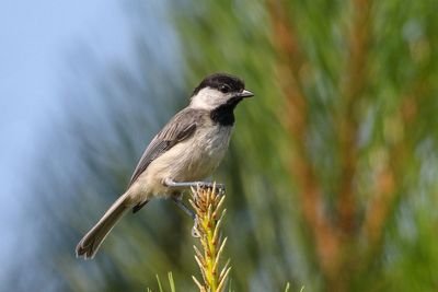 Carolina Chickadee