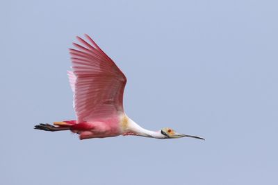 Roseate Spooonbill