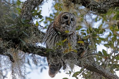 Barred Owl 