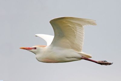 Cattle Egret