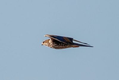 Prairie Falcon