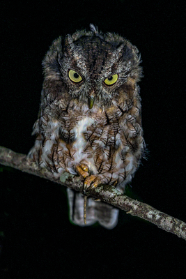 Eastern Screech Owl