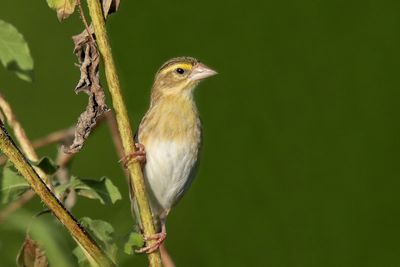 Northern Red/Orange Bishop