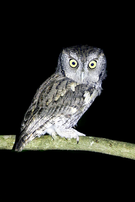 Eastern-screech Owl