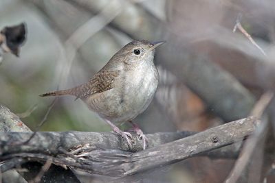 House Wren