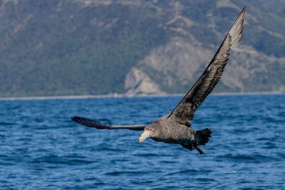 Southern Giant Petrel