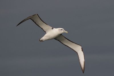 White-capped Albatross