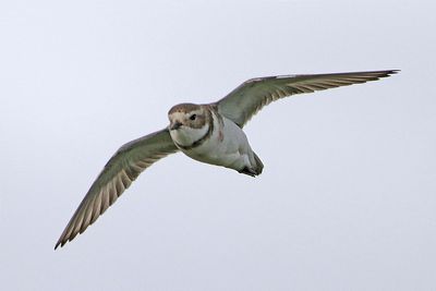 Banded Dotterel