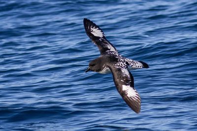 Pintado Petrel