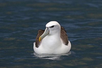 White-capped Albatross