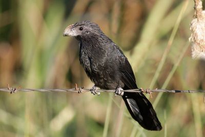 Groove-billed Ani