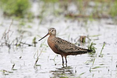 Hudsonian Godwit