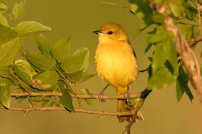 Orchard Oriole