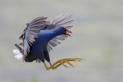 Purple Gallinule