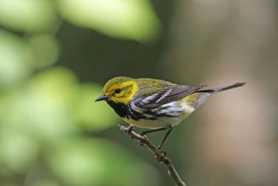Black-throated Green Warbler