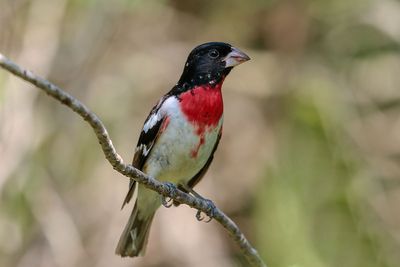 Rose-breasted Grosbeak