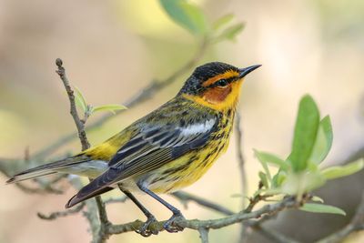 Cape May Warbler