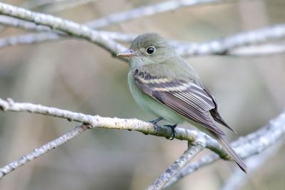 Acadian Flycatcher