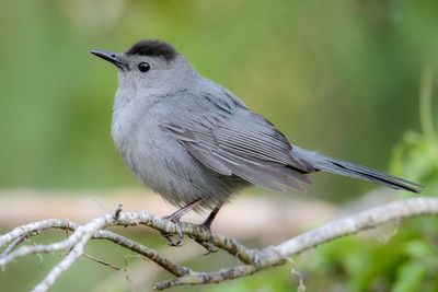Gray Catbird