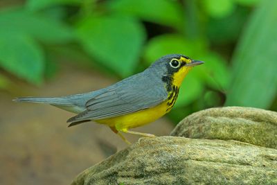 Canada Warbler-Texas Coast-1901p.jpg
