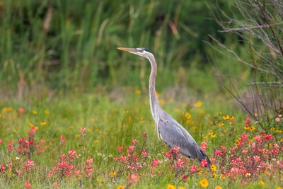 Great Blue Heron