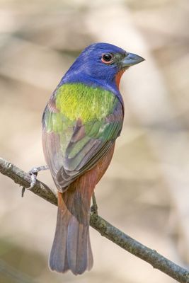 Favorites Birds & Animals