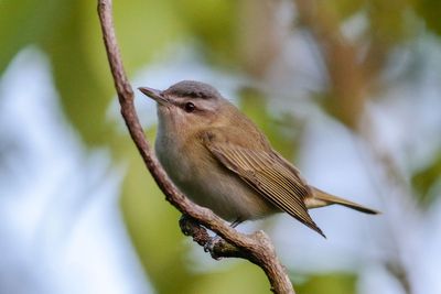 Red-eyed Vireo