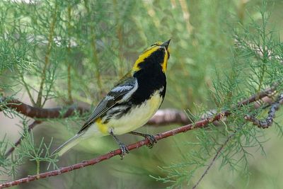 Black-throated Green Warbler