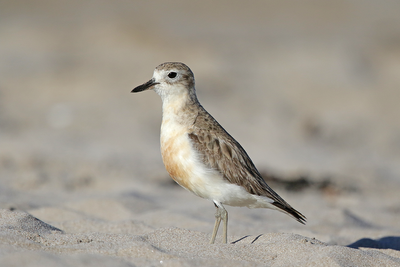 New Zealand Dotterel