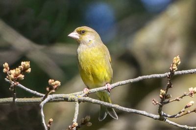 European Greenfinch