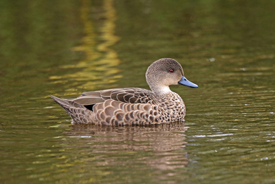Grey Teal