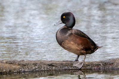 New Zealand Wildlife