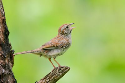 Bachman's Sparrow